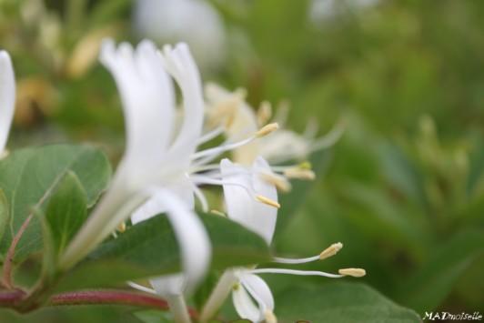 Roses, chèvrefeuille et autres beautés végétales