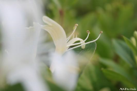 Roses, chèvrefeuille et autres beautés végétales