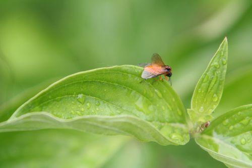 athalia feuille romi 8 juin 002.jpg