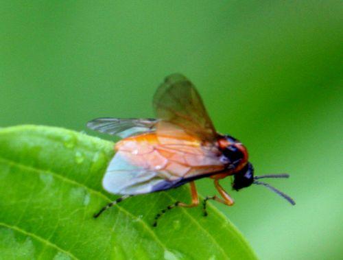 athalia romi 8 juin 001.jpg