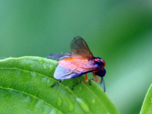 athalia romi 8 juin 002.jpg