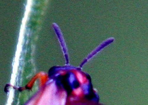 athalia antennes romi 8 juin 007.jpg