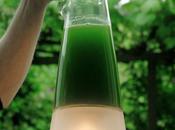 Lampe biologique culture d'algues