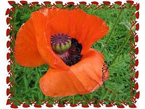 coquelicot.jpg