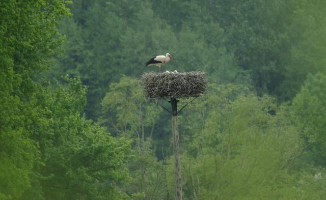 ornitho blog cigognes roanne