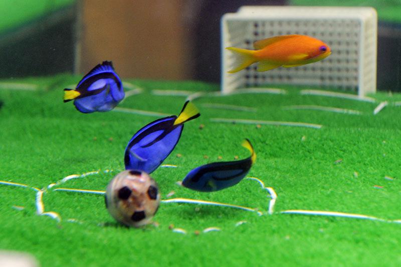 Un match entre poissons au Hakkeijima Sea Paradise aquarium de Yokohama avant la rencontre Japon (bleu) – Pays-Bas (orange) au premier tour de la Coupe du monde de football.