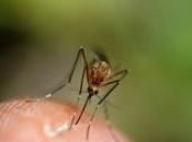 MOUSTIQUES BIODIVERSITE MENACES