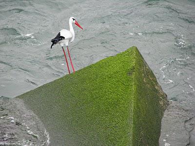 La cigogne aime le vert