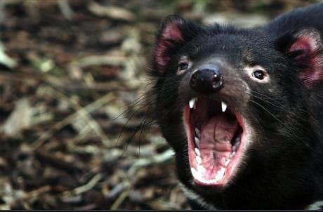 Pourquoi met-on la main devant la bouche lorsque l’on bâille ?