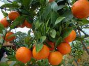 huiles essentielles moins connues Petitgrain mandarinier