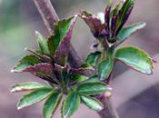 Quand rouge vient sureaux