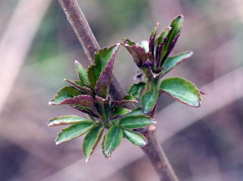 rouge nigra aurea 6 mars 036.jpg
