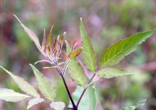 rouge sibirica romi 2 mai 025.jpg