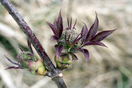 rouge tigranii 29 mars 041.jpg