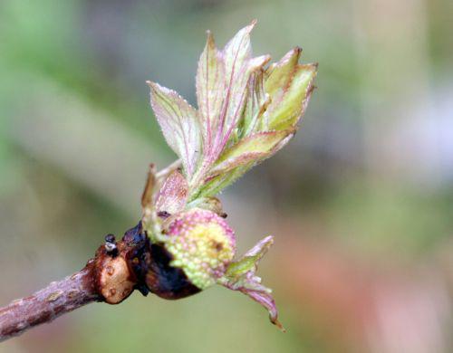 rouge miqueliana 5 février 026.jpg