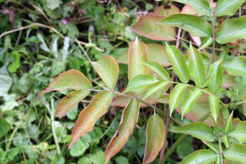 rouge latipinna feuilles 25 juin 2008 060.jpg