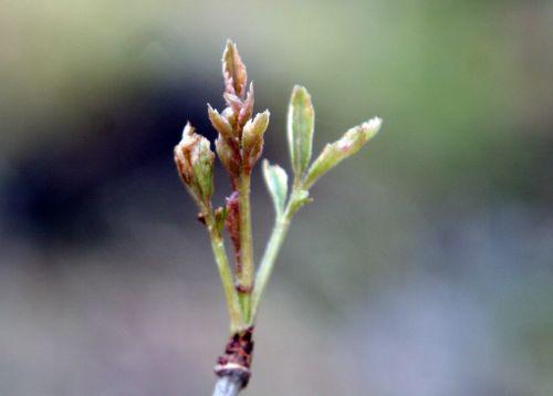 rouge albovar 5 février 023.jpg