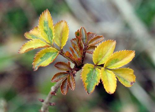 rouge madonna 29 mars 046.jpg