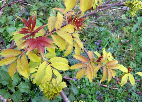 rouge plumosa 7 avril 174.jpg