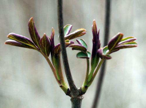 rouge york 29 mars 2009.jpg