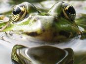 L'IMAGE JOUR: Grenouille verte
