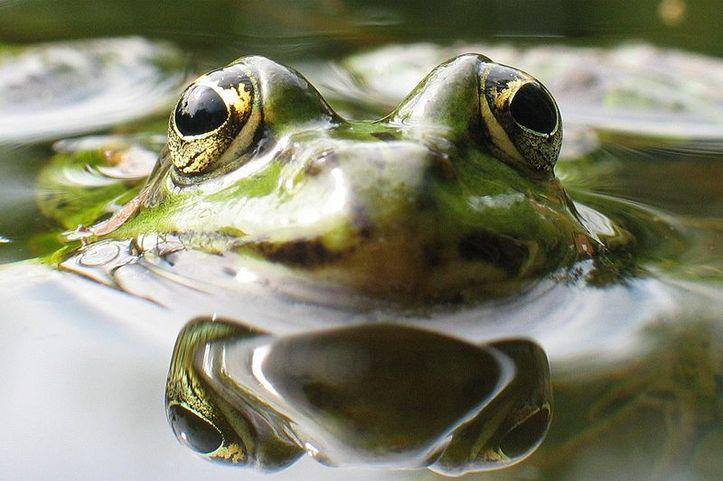 L'IMAGE DU JOUR: Grenouille verte