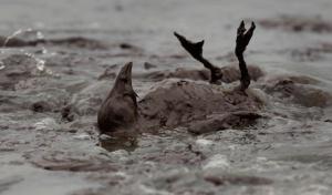 Marée noire : photographies de fin du monde