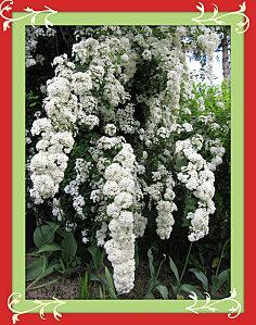 Gants et Maniques fleurs-blanches_02.jpg