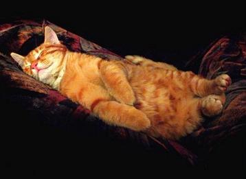 chat dans son relax