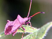 Coreus marginatus