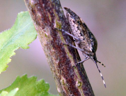 punaise p 10 avril 019.jpg