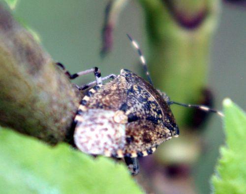 punaise p 10 avril 023.jpg