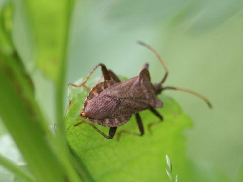 punaise romi 26 mai 053.jpg