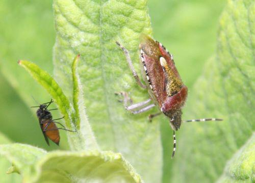 punaise romi 28 mai 023.jpg