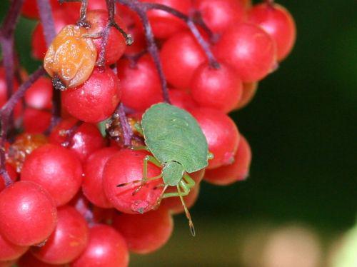 punaise verte 17 juillet 027.jpg