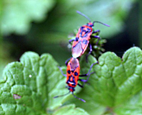 gendarmes pp romi 26 mai 031.jpg