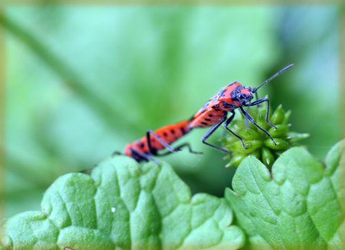 gendarmes romi 26 mai 034.jpg
