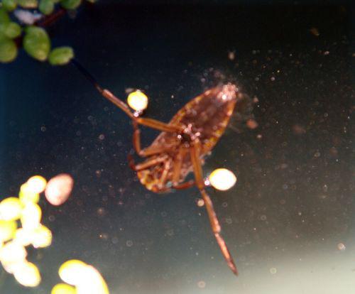 punaise notonecte eau romi 9 août 162.jpg