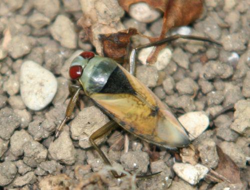 punaise notonecte romi 9 août 174.jpg