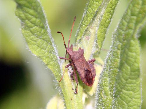 punaise coreus romi 8 mai 099.jpg