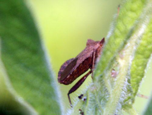 punaise coreus romi 8 mai 104.jpg