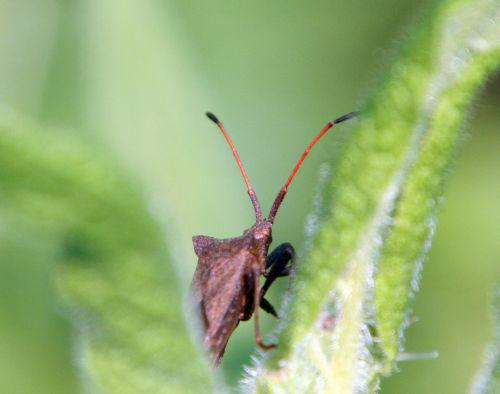 punaise coreus romi 8 mai 105.jpg