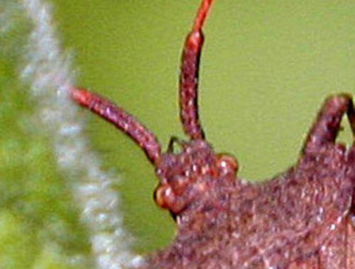 punaise coreus tête p romi 8 mai 100.jpg