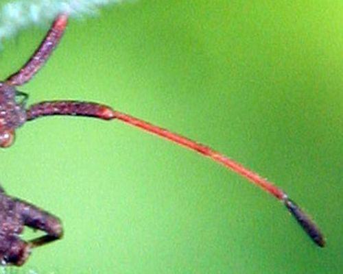 punaise coreus antenne romi 8 mai 100.jpg