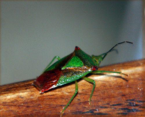 punaise 2 juil 042.jpg