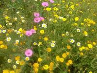 Le Jardin aux Etoiles : superbe apparence, réalité plus énervante