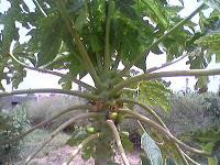 Le Jardin aux Etoiles : superbe apparence, réalité plus énervante