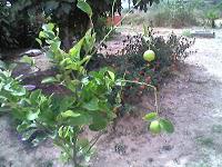 Le Jardin aux Etoiles : superbe apparence, réalité plus énervante