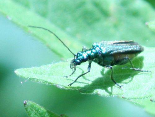 oedemera romi 4 juin 068.jpg