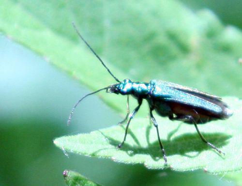 oedemera romi 4 juin 069.jpg